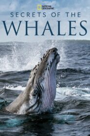 Secrets of the Whales – Μυστικά των Φαλαινών
