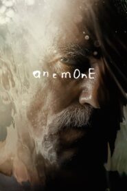Anemone – Ανεμώνη